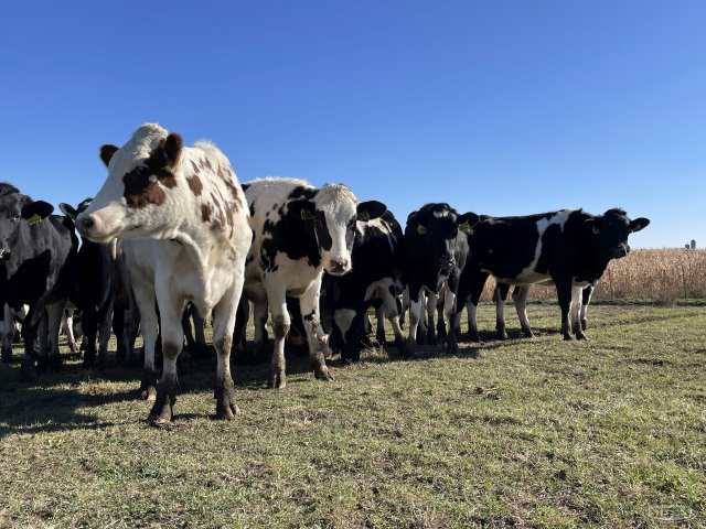 (39 Head) Holstein heifers